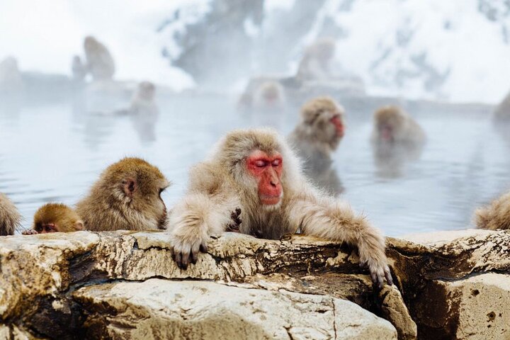 1 - Dag Snow Monkeys, Zenko-ji Temple & Sake i Nagano