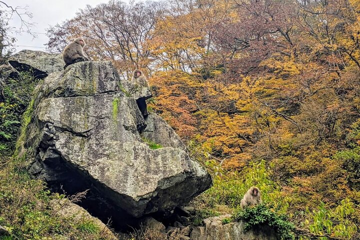 1 - Dag Snow Monkeys, Zenko-ji Temple & Sake i Nagano