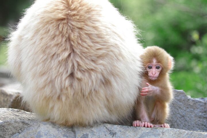 1 - Dag Snow Monkeys, Zenko-ji Temple & Sake i Nagano