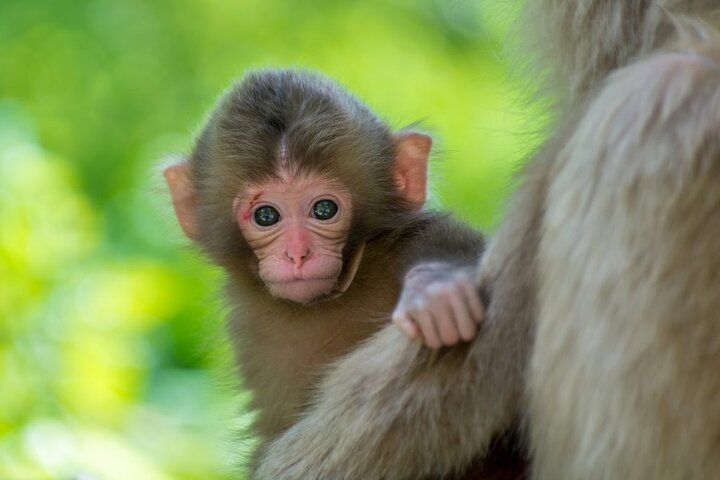 1 - Dag Snow Monkeys, Zenko-ji Temple & Sake i Nagano