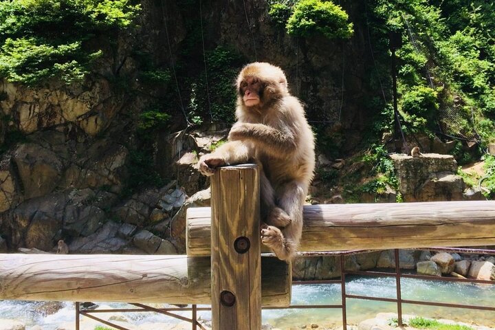 1 - Dag Snow Monkeys, Zenko-ji Temple & Sake i Nagano