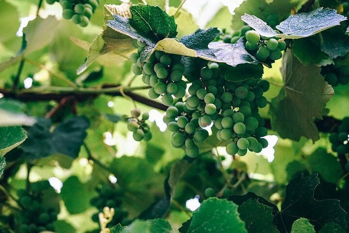 Vinsmagning og besøg i Sant'Agata de 'Goti kældre