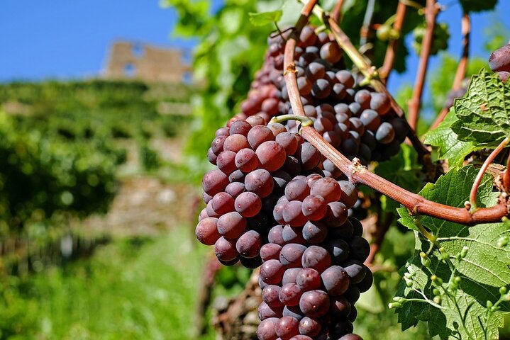 Vinsmagning og besøg i Sant'Agata de 'Goti kældre