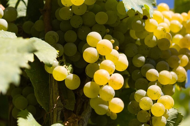 Vinsmagning og besøg i Sant'Agata de 'Goti kældre