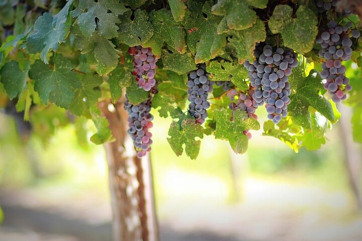Vinsmagning og besøg i Sant'Agata de 'Goti kældre