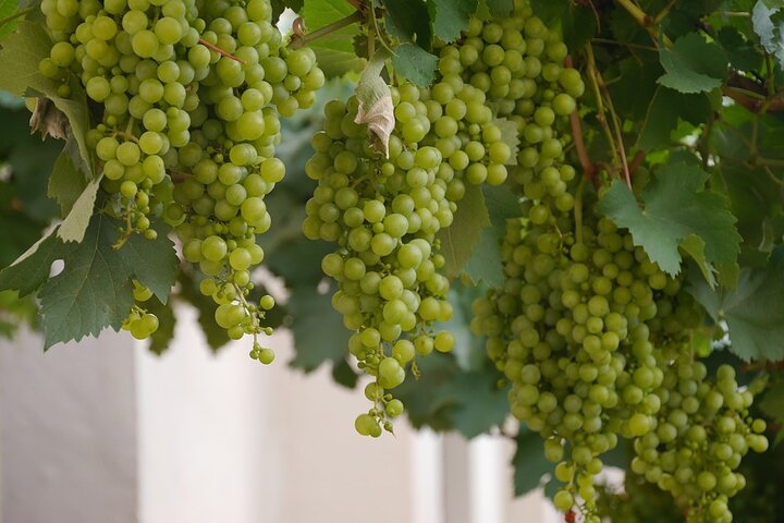 Vinsmagning og besøg i Sant'Agata de 'Goti kældre