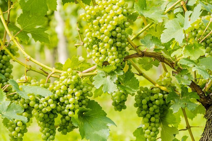 Vinsmagning og besøg i Sant'Agata de 'Goti kældre