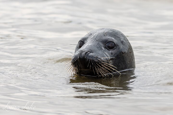 Observação de focas de Scroby Sands