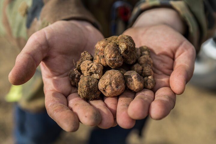Experiencia de caza y almuerzo de trufas en San Gimignano