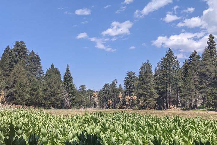 Visite hors route de Big Bear Jeep avec randonnée dans la réserve de Bluff Lake