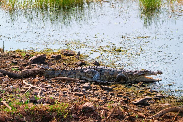 Aventure Safari Crocodiles Chambal avec Transferts à l'Hôtel