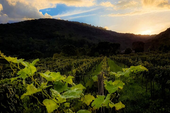 Jolimont Winery Tour - Besichtigung und Verkostung - Canela RS