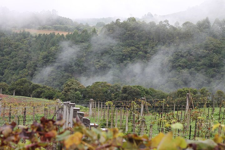 Jolimont Winery Tour - Besichtigung und Verkostung - Canela RS