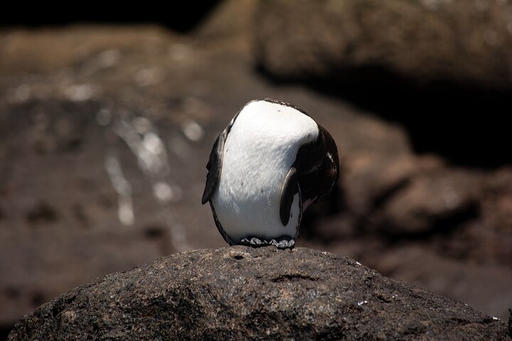 Paquete de 5 días de primera clase en Galápagos con excursiones de un día en yate