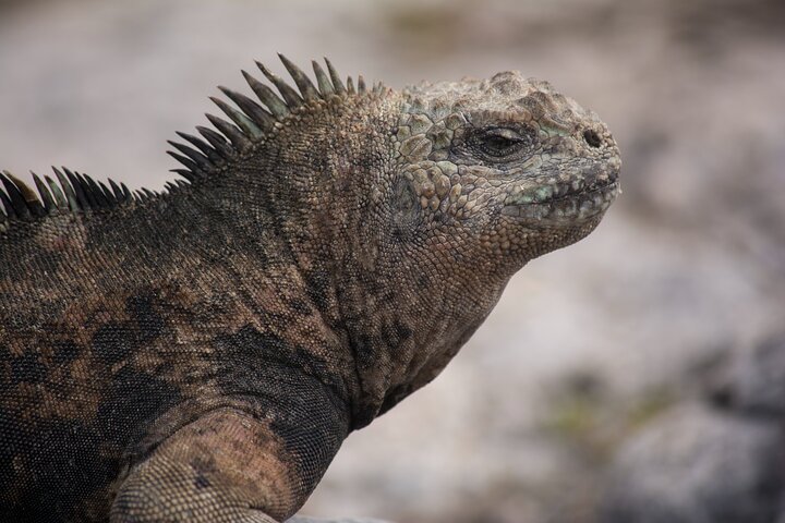 Paquete de 5 días de primera clase en Galápagos con excursiones de un día en yate