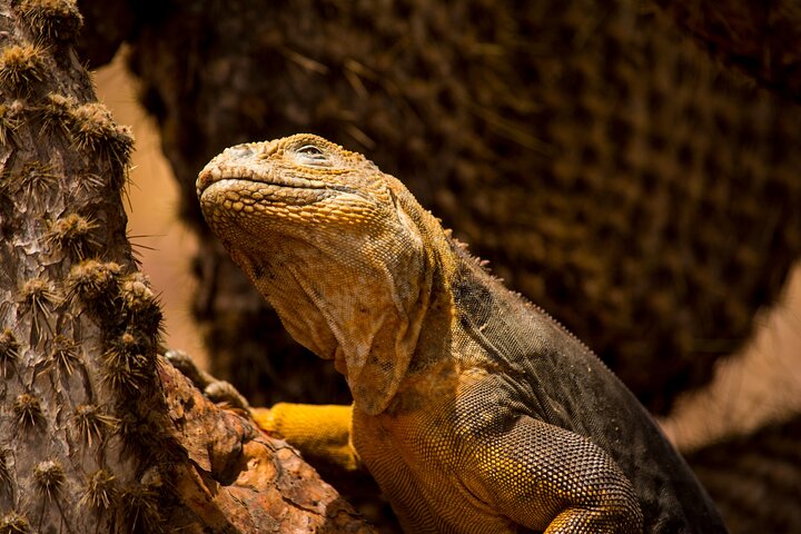 Paquete de 5 días de primera clase en Galápagos con excursiones de un día en yate