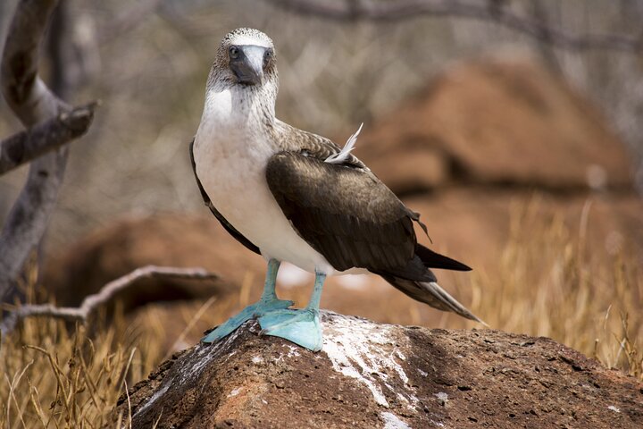 Paquete de 5 días de primera clase en Galápagos con excursiones de un día en yate