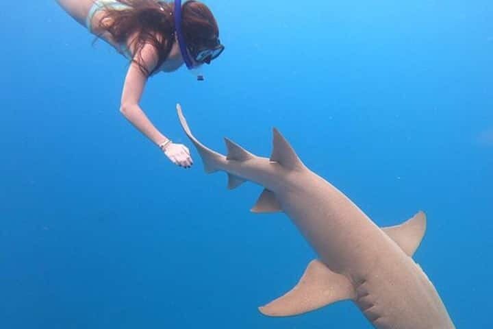 Maafushi: relitto di nave e snorkeling con lo squalo nutrice con osservazione dei delfini