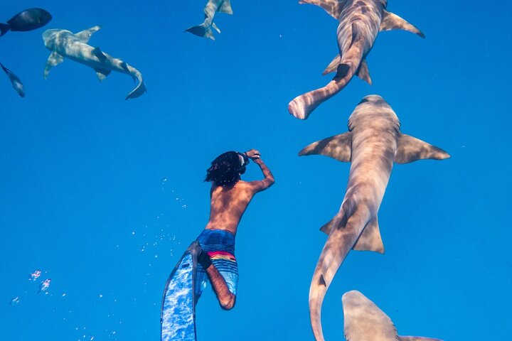 Maafushi: relitto di nave e snorkeling con lo squalo nutrice con osservazione dei delfini