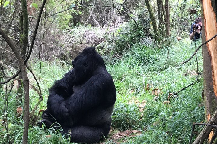 Gorilla Trekking di 1 giorno Mgahinga Gorilla NP e Lago Bunyonyi