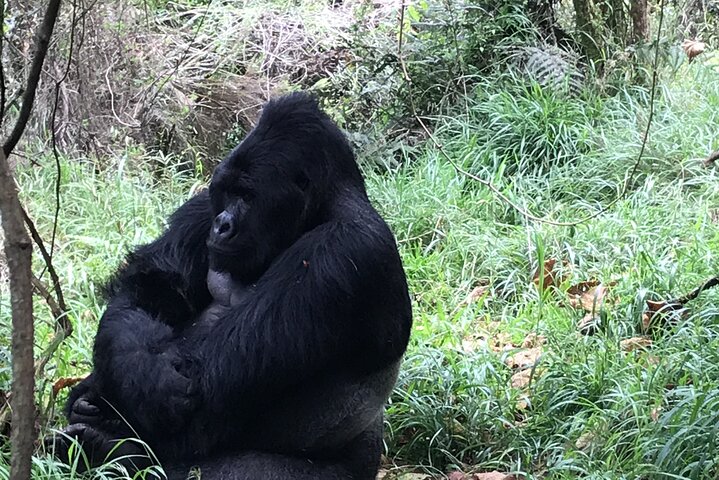 Gorilla Trekking di 1 giorno Mgahinga Gorilla NP e Lago Bunyonyi