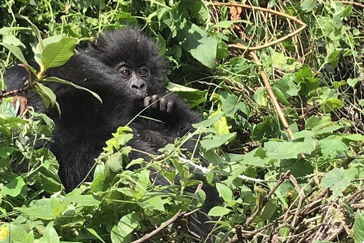 Gorilla Trekking di 1 giorno Mgahinga Gorilla NP e Lago Bunyonyi