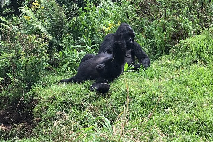 Gorilla Trekking di 1 giorno Mgahinga Gorilla NP e Lago Bunyonyi