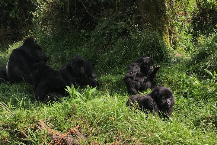Gorilla Trekking di 1 giorno Mgahinga Gorilla NP e Lago Bunyonyi
