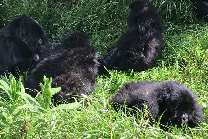 Gorilla Trekking di 1 giorno Mgahinga Gorilla NP e Lago Bunyonyi