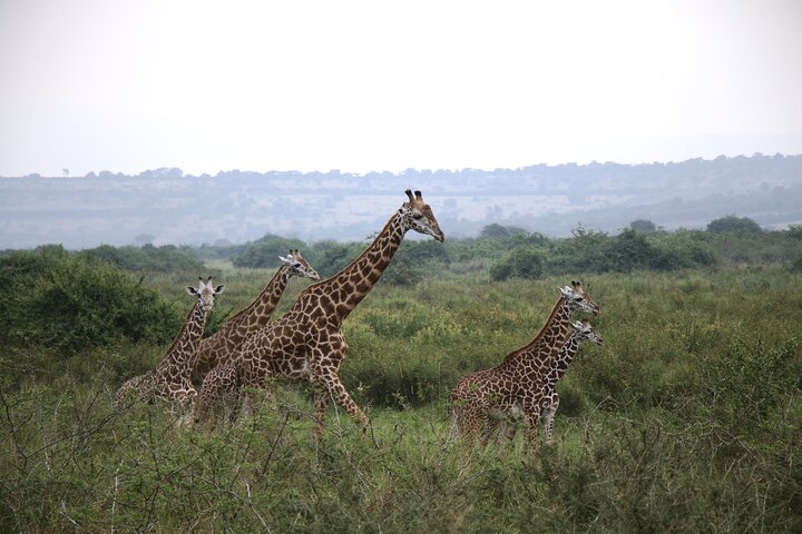 One-day Akagera National Park Game Drive with a Choice 4x4