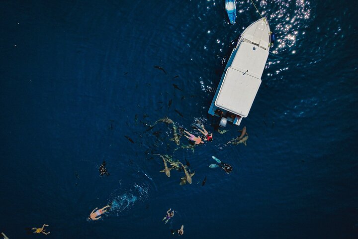 Maafushi: relitto di nave e snorkeling con lo squalo nutrice con osservazione dei delfini