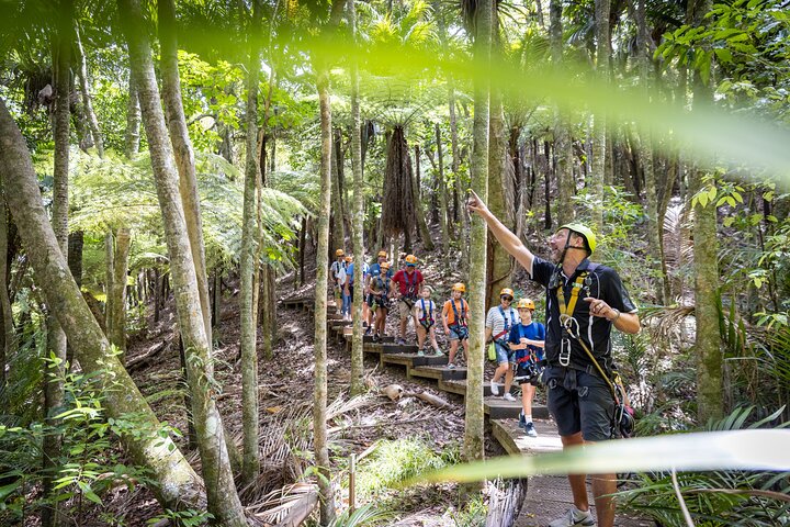 Waiheke Island: Zipline og skogvandring