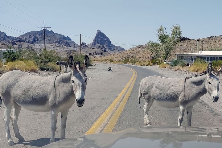 Oatman Mining Camp & Burros : Visite historique de la Route 66 au départ de Laughlin