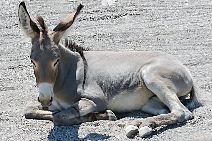 Oatman Mining Camp & Burros : Visite historique de la Route 66 au départ de Laughlin