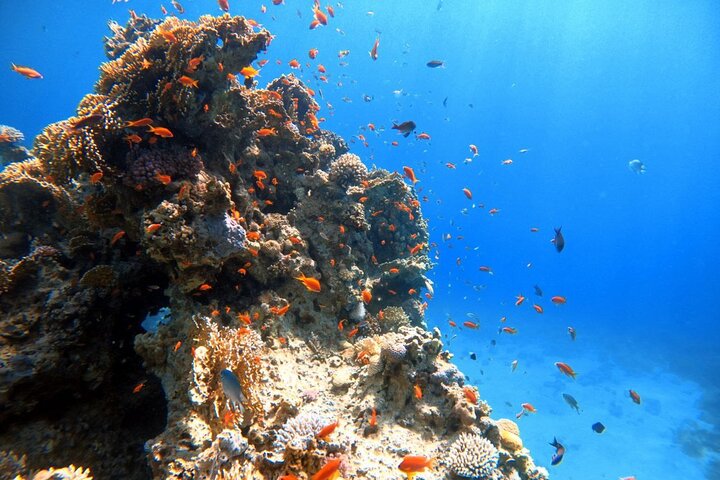 Privates Taucherlebnis im Herzen des Roten Meeres in Aqaba
