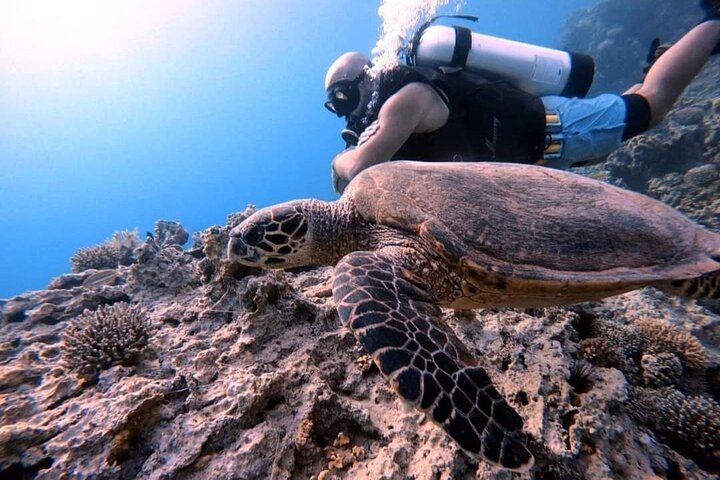 Privates Taucherlebnis im Herzen des Roten Meeres in Aqaba