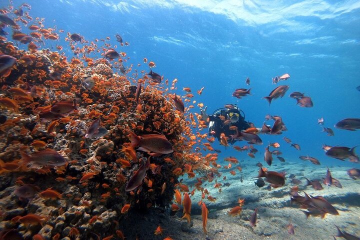 Privates Taucherlebnis im Herzen des Roten Meeres in Aqaba