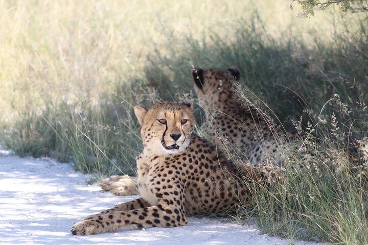 Safari no parque nacional de Etosha com guias profissionais nascidos em Etosha.