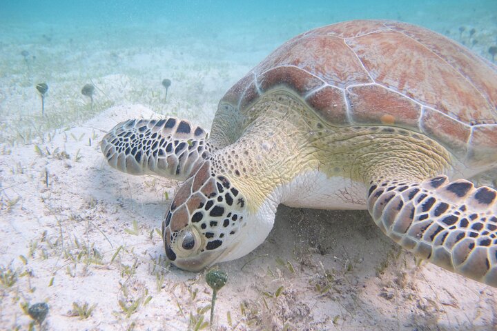 Hoteller i nærheden af Kayak & Snorkel med Sea Turtles
