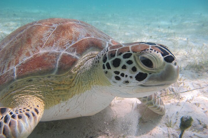 Hoteller i nærheden af Kayak & Snorkel med Sea Turtles