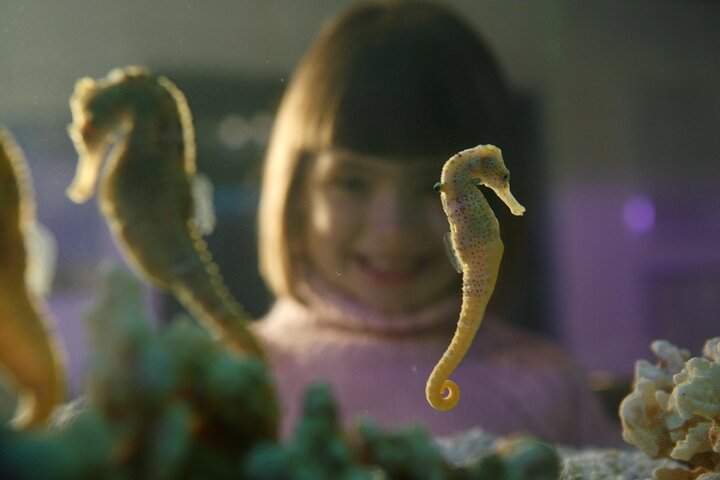 Hoteller i nærheden af SEA LIFE Timmendorfer Strand