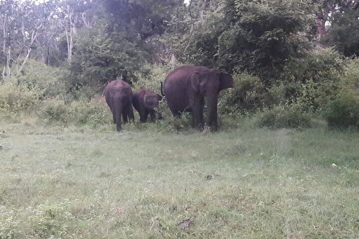4 nachten privé Deluxe Tour Cochin / Munnar / Thekkady / Woonboot