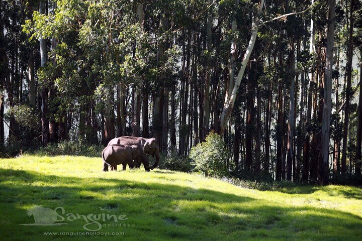 4 nachten privé Deluxe Tour Cochin / Munnar / Thekkady / Woonboot