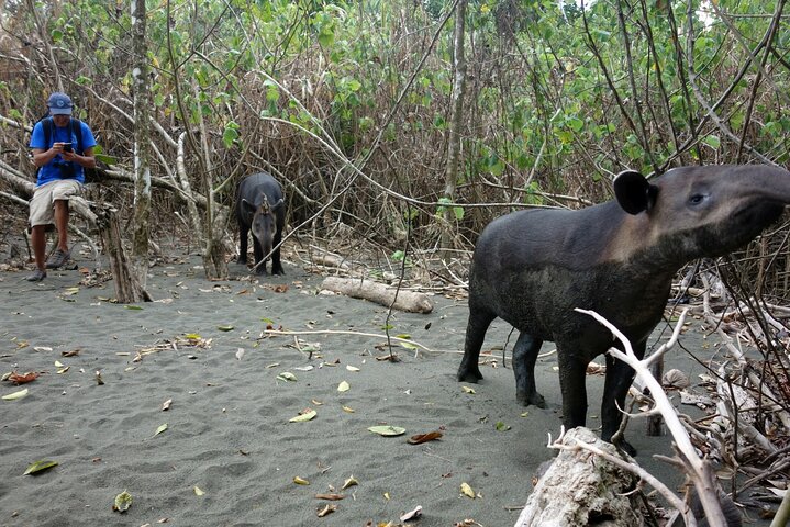 Pacheco Tours - 2 dager 1 natt i Corcovado Sirena fra Drake Bay