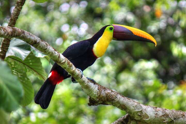 Pacheco Tours - 2 dager 1 natt i Corcovado Sirena fra Drake Bay