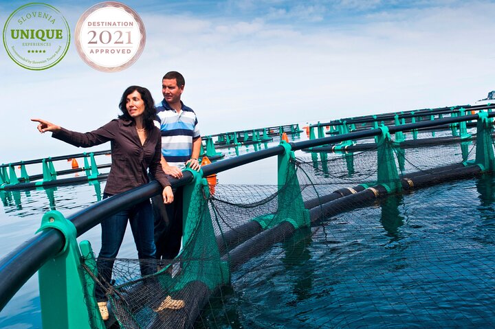 Un Día Inolvidable Con Degustación De Pescado, Vino Y Aceite De Oliva