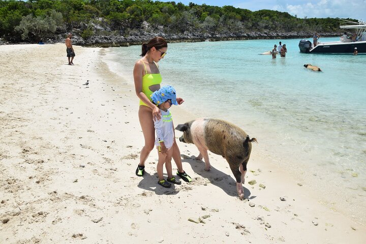 Zwemmen met varkens in Nassau, inclusief vervoer