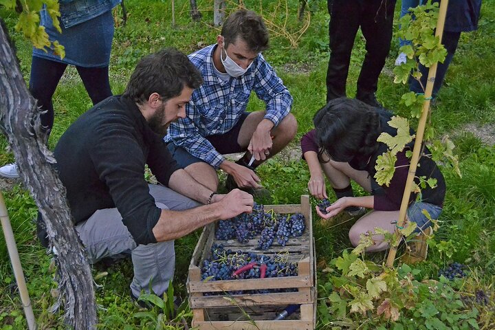 6 Degustación de vinos en Valpolicella Classica: la cuna de Amarone