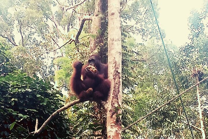 Semenggoh Orangutan Center og Sarawak Cultural Village