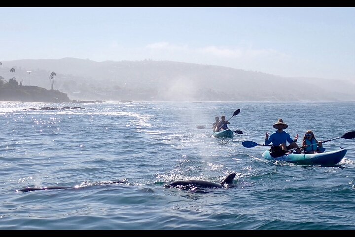 Laguna Beach Open Ocean Kayaking Tour met waarnemingen van zeeleeuwen